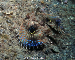 Oriental Flying Gurnard Lembeh Strait Indonesia by Debra Cahill 